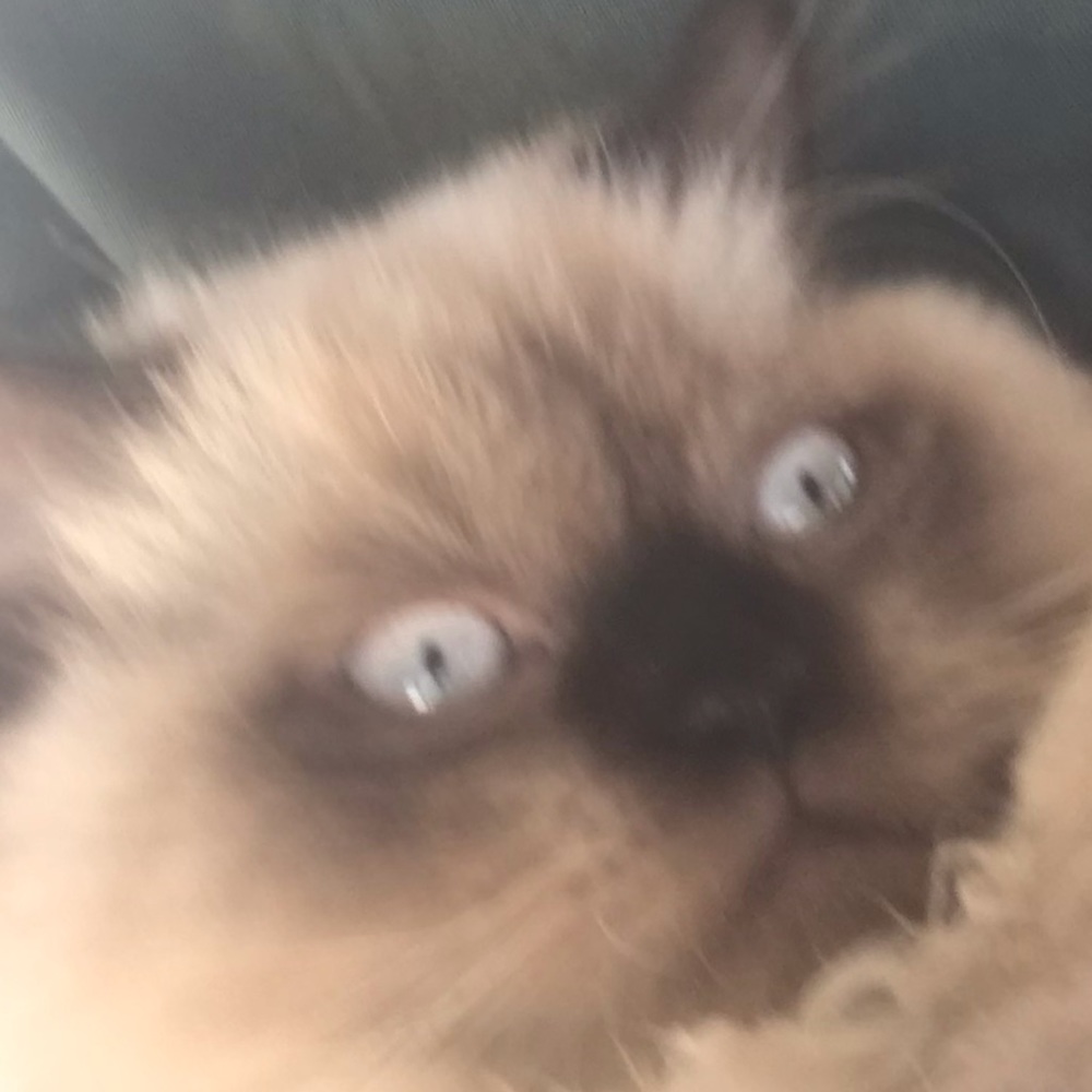 Meet your Posher, Colleen